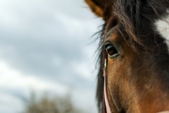 horse-half-portrait-1