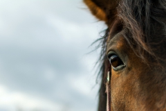 horse-half-portrait-1